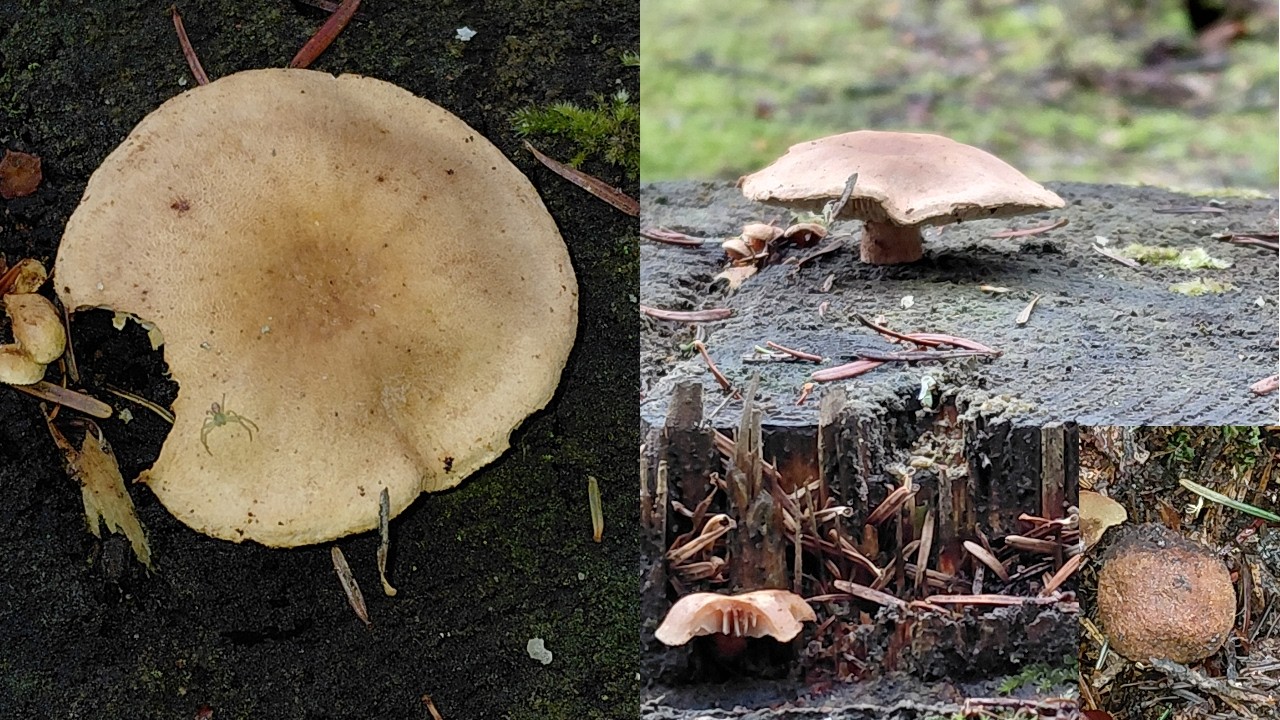 Szok  Znalazłem grzyby