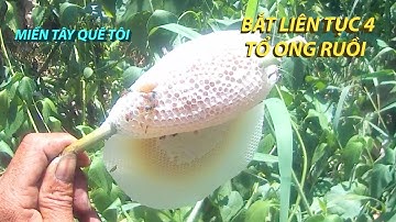 Cận cảnh đi bắt ong rừng - How to catch wild bees | 12