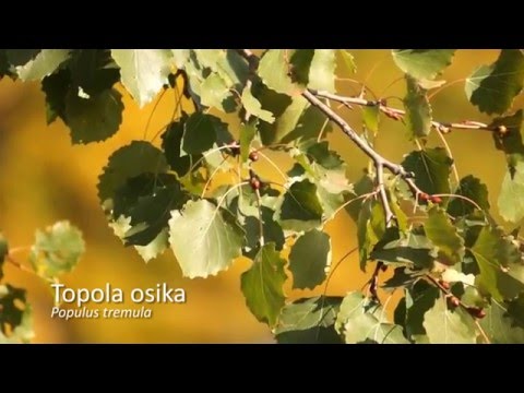 Wideo: Osika (38 Zdjęć): Jak Wyglądają Drzewa I Liście? Co To Jest? Gdzie Rośnie Osika Pospolita? Opis Drżenia Topoli Latem I Jesienią