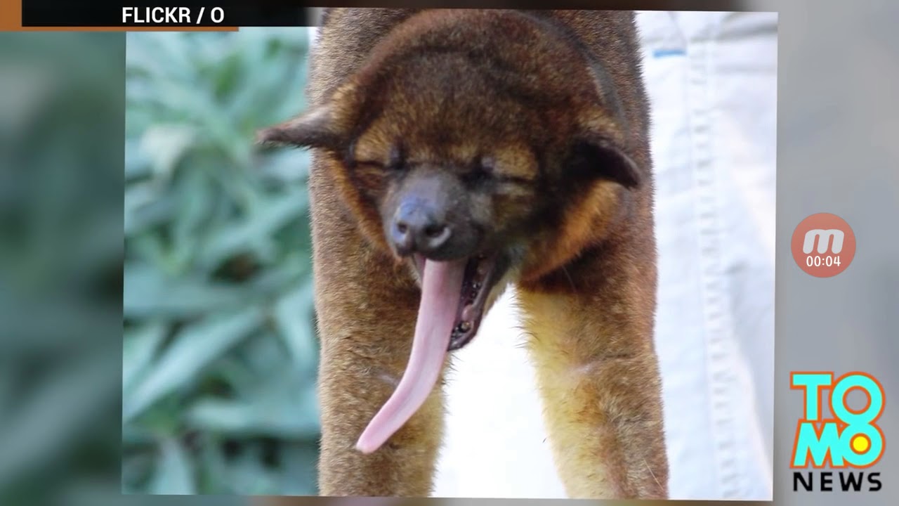 обоняние собаки. знающая язык животных. окапи лесной жираф. общение собаки с человеком. горилла коко.