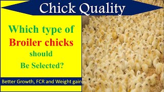 Chick Quality Assessment In Poultry Griffin Poultry