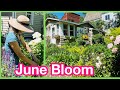 Tiny House June Cottage Garden Tour (sun &amp; shade) | Bonus Gardening Tips and Making a Bouquet!