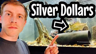 Silver Dollar Fish Care (Need to Know)