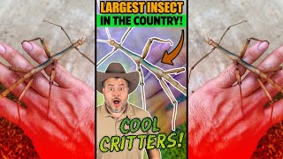 COOL CRITTERS! - Largest Insect in the Country! - Texas Walking Stick - #Shorts