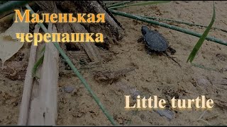 Маленькая черепашка little turtle baby book