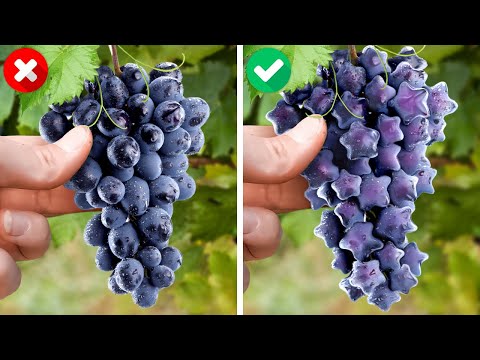 Видео: 🍇 ПОЛЕЗНЫЕ ХИТРОСТИ ДЛЯ РАСТЕНИЙ И ПОМОГАЮЩИЕ САМОДЕЛЬНЫЕ ПОДЕЛКИ ДЛЯ УЛУЧШЕНИЯ ВАШЕГО САДА