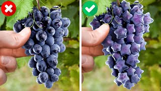 🍇 ПОЛЕЗНЫЕ ХИТРОСТИ ДЛЯ РАСТЕНИЙ И ПОМОГАЮЩИЕ САМОДЕЛЬНЫЕ ПОДЕЛКИ ДЛЯ УЛУЧШЕНИЯ ВАШЕГО САДА