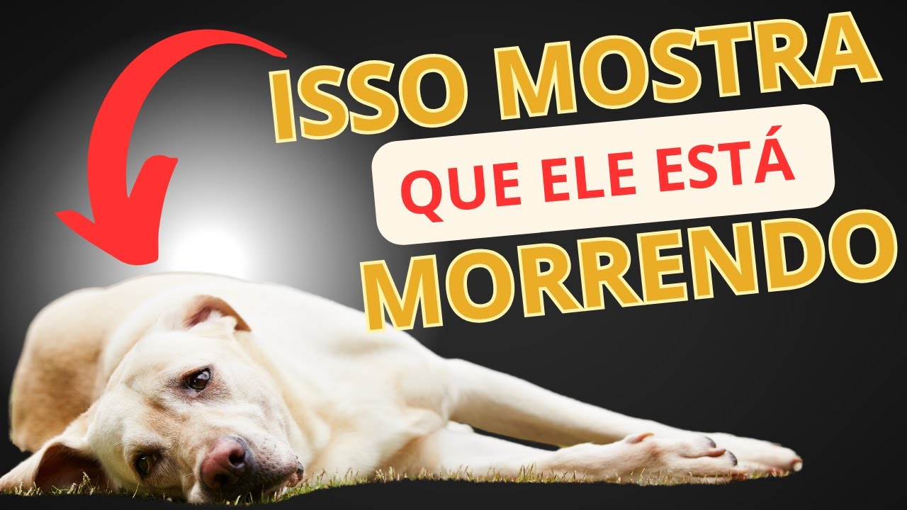 13 Sinais de que seu cachorro está MORRENDO - YouTube