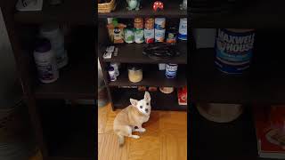 Hungry Chihuahua #X-RaySpex