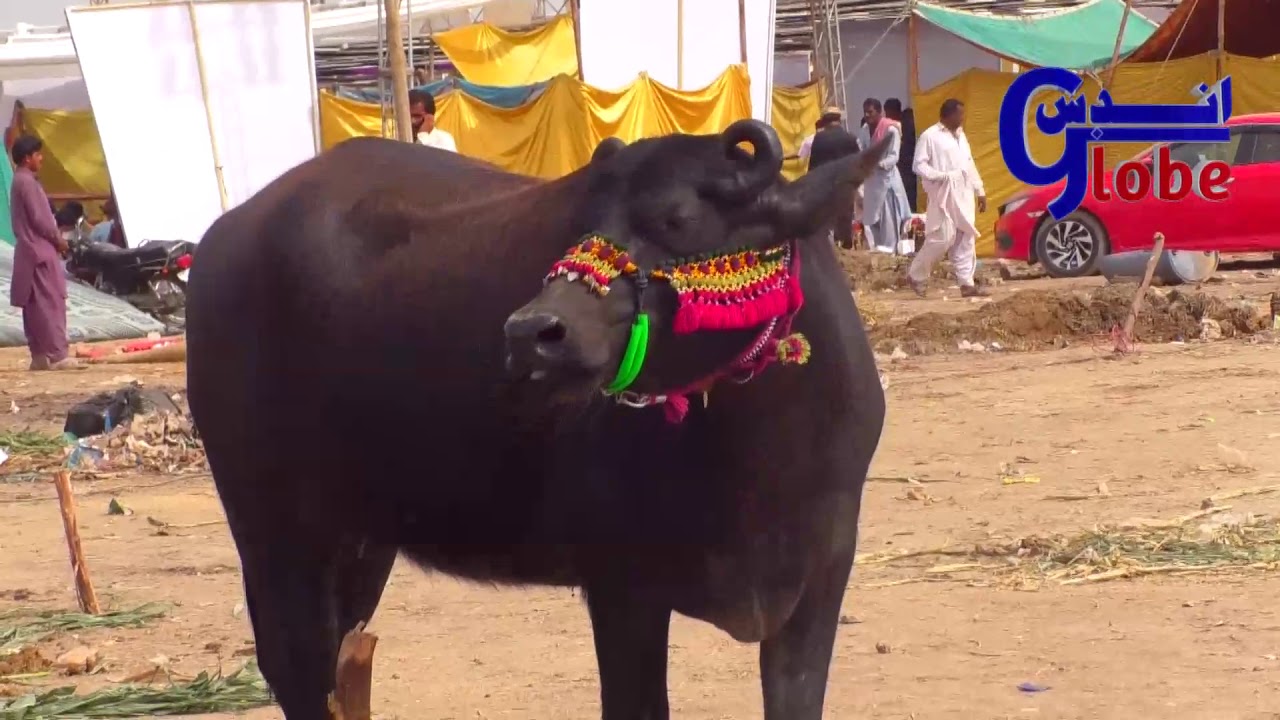 Kundhi Buffalo In Sindh Livestock expo||Banni Buffalo|Beutifull Kundhi Buffalo||Buffaloes Dacumentry