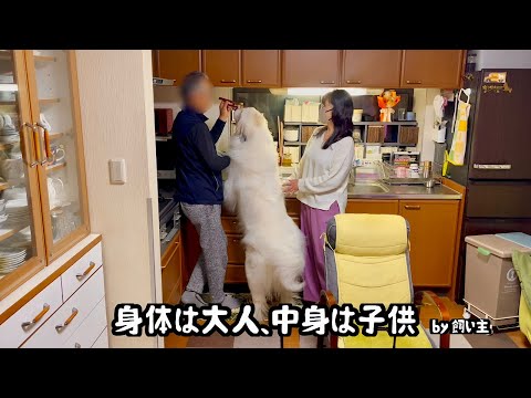 １日ぶりの祖父母に甘えん坊になる超大型犬【お土産は？編】