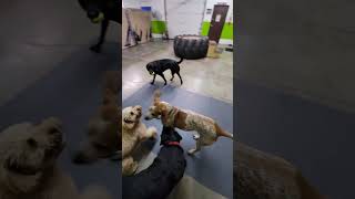 Dogs at Play. by Unleashed DDC MT 533 views 2 months ago 1 minute, 8 seconds