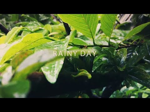 Rainy Day | Cinematic Video Shot Using A Smartphone