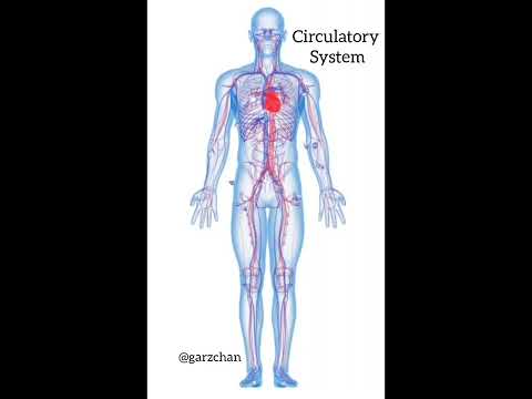 Light Language for Circulatory System - Garz Chan