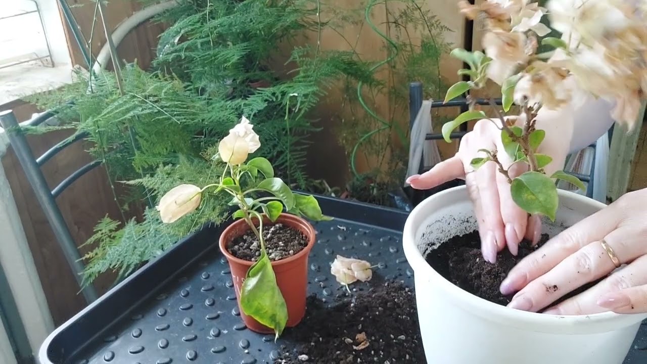 Пересадка бугенвиллий в большой горшок с секретом 🌱😉👌🪴!