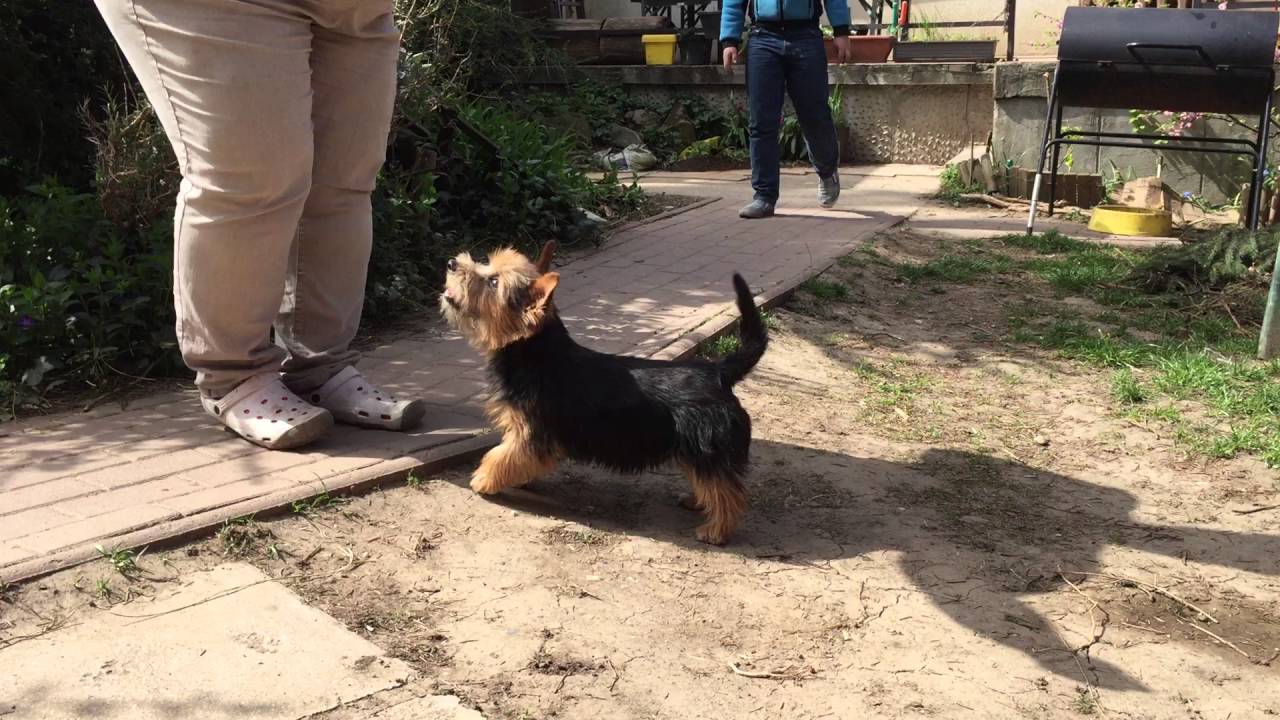 black and tan norwich terrier