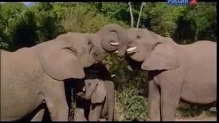 Из Жизни Самых Крупных Животных Африки В Саванне Детсад Слонов И Жирафов ,Жизнь Буйвола