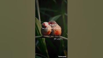 سورة الأحزاب #quran #اكسبلور #المصحف #قرآن #duet #الرحمن #قران_كريم #حالات_واتس #القزابري #قران