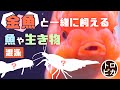 金魚と一緒に飼える魚や生き物は何がいる?金魚の混泳を徹底解説！