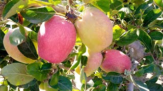 التفاح وجماله | بدء موسم حصاد التفاح في مصر  Apple harvest in Egypt
