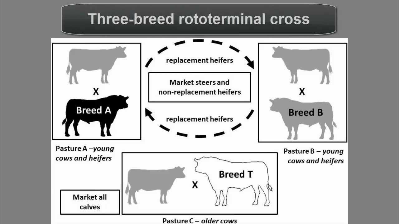 Cross breed. Кроссбридинг это в биологии. Crossbreed - newslavenation. Cross breed. Beef cattle breeds.