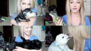Meet My Pets ♡ "Pet Tag"