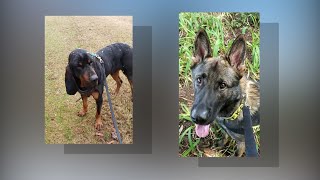 Community works to help Gloucester K-9 handler who needs a bigger car