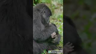 Emmanuel katto - Untapped Beauty of Uganda An Unforgettable Trip to See the Apes and Gorillas.