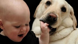 Funny Dogs Babies Kisses