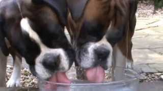 Boxer dogs drinking coconut water: ASMR