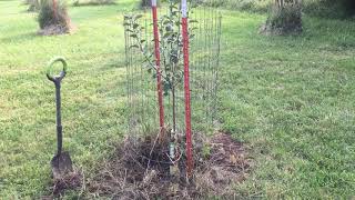 Pros vs Cons of Grafted Fruit Trees  - Fall Planting