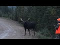 Moose Hunting 2018 / Chasse a l'orignal 2018