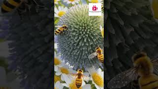 Bees | The Soldiers Dream | Nature's Pollinators #thesoldiersdream