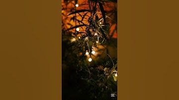 سورة الأحزاب القارئ ياسر الدوسري #قرآن #اكسبلور #المصحف