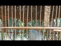Koleksi Perkutut Lokal Moh Abdulloh Mp3 - Mp4 Download