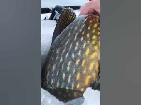 Vacker ismete gädda med bra kondition 😀😍 - YouTube