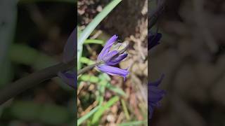 English Bluebells (Hyacinthoides non-scripta) growing in woodland 11/04/2025 Northern Ireland