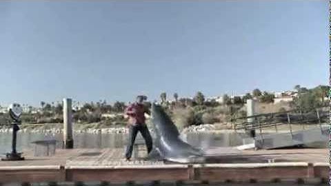 Cá mập tấn công người trên bờ - giống cá hung dữ nhất biển cả