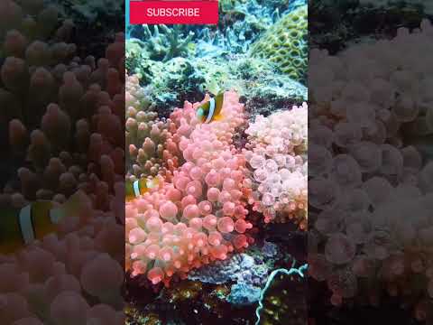 Why are Corals Dying? Coral Bleaching
