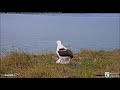 Live Royal Albatross. Mom LGL arrived  - Королевский альбатрос. Мама LGL прилетела.