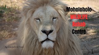 Moholoholo Wildlife Rehabilitation Centre in South Africa