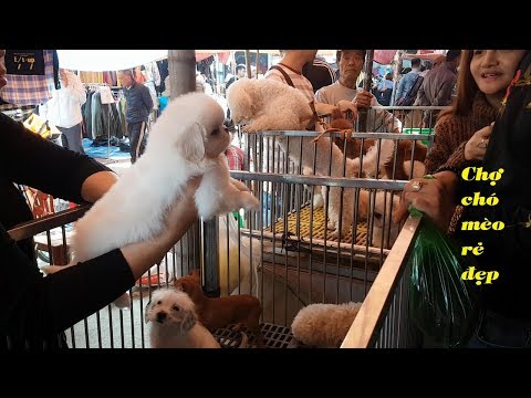 Video Chợ phiên chó mèo cảnh rẻ và đẹp lớn nhất Việt Nam - youtube