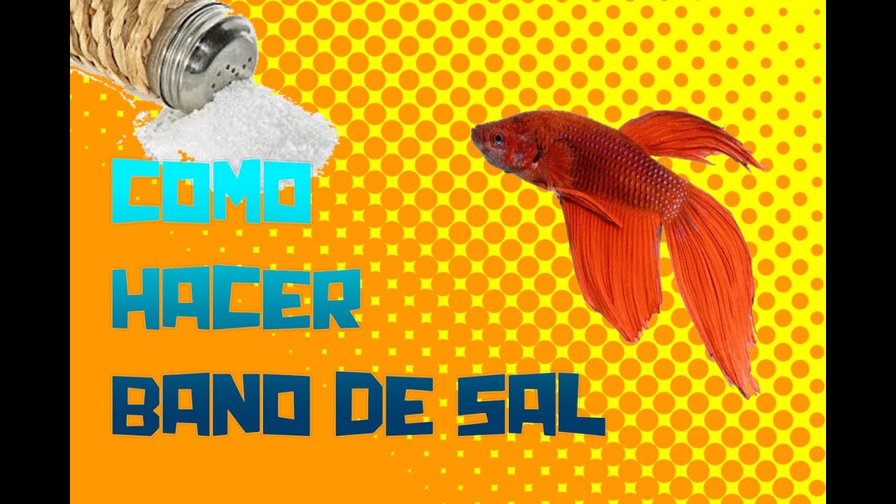 Como hacer baño de sal!!! Acaban con cualquier enfermedad como punto blanco, columnaris camera iphone 8 plus apk