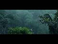 Rainforest Rain Sounds White Noise Nature Sounds for Sleeping or Studying (1 Hour) AMBIANCE