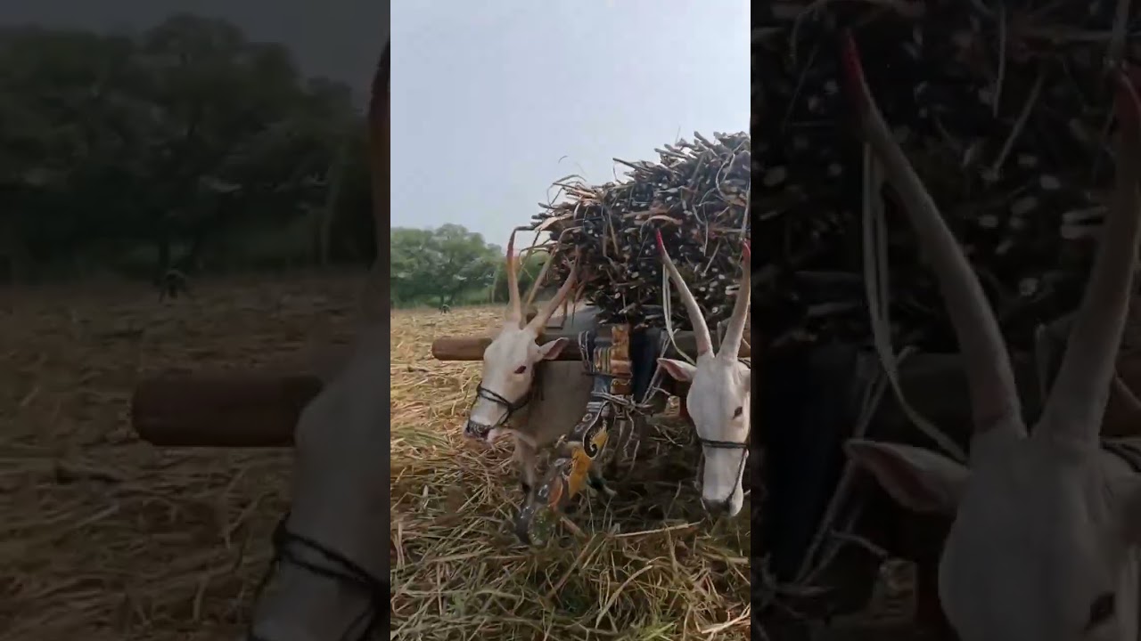 ettugalu video 💪🥵|| hallikar bulls💖🥵||