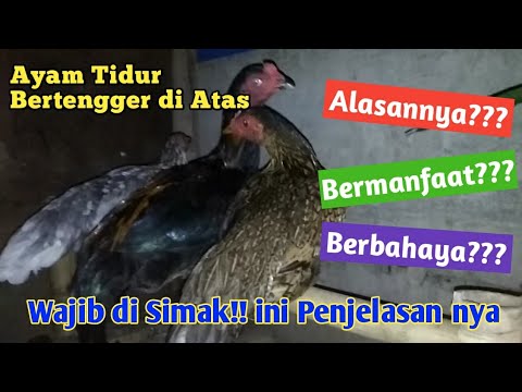 Video: Apakah ayam tidur dengan bertengger?