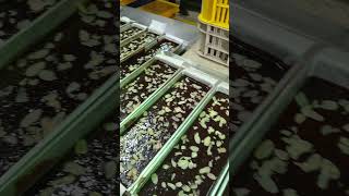 chocolate Brownies lets go