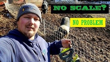 WEIGHING PIGS WITHOUT A SCALE / PASTURED PORK