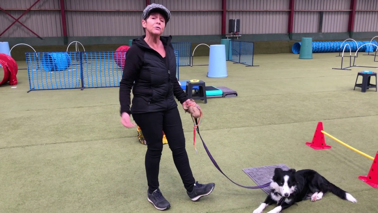 10 Ongewenst gedrag? Leer je hond het attentiesignaal aan.