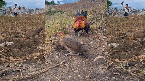 Gà rừng mái gọi ra 2 trống so tài đỉnh cao nhất thế giới.poj qaib qus xeev lau dhias ceev tiag tiag 